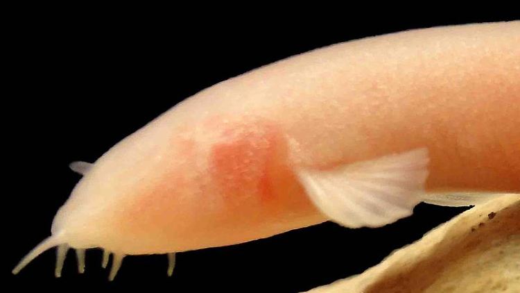 Der neue entdeckte Blindfisch wird "Eidinemacheilus proudlovei" genannt.