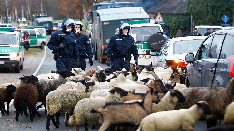 Die Polizei im Einsatz gegen blockierende Schafe.