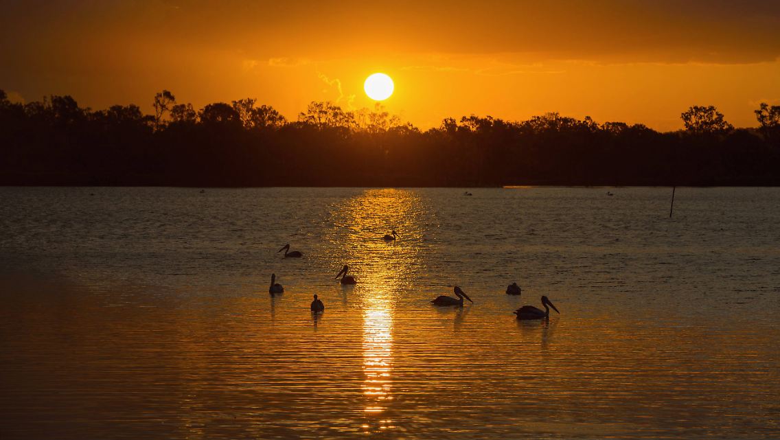 Brillenpelikane genießen einen australischen Sonnenuntergang.