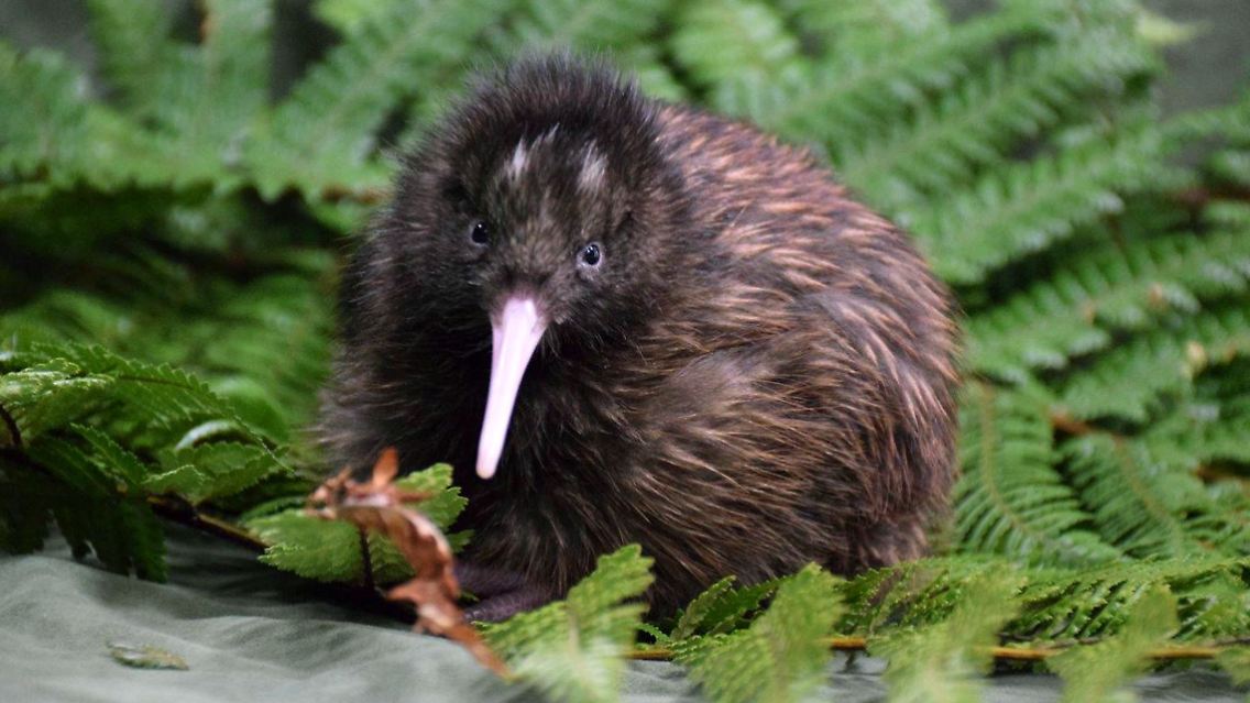 Der Kiwi hat sich gut entwickelt.