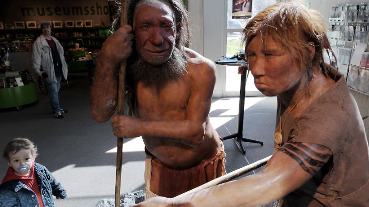 Die Nachbildung eines Neandertaler-Paares steht im Neanderthal Museum in Mettmann.