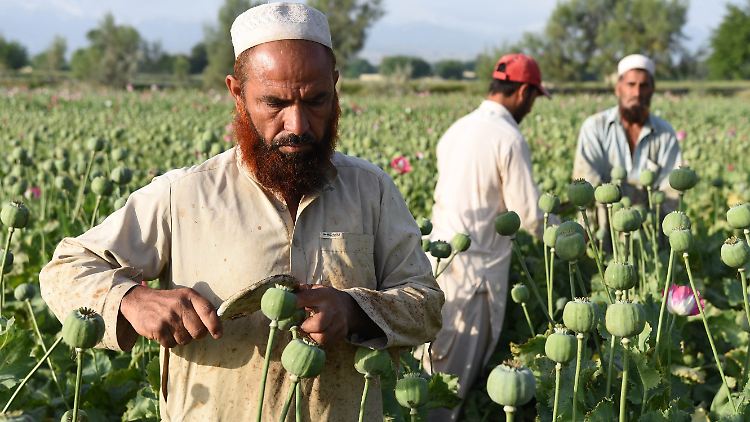 Opium ist für viele arme Menschen in Afghanistan die einzige Einnahmequelle.