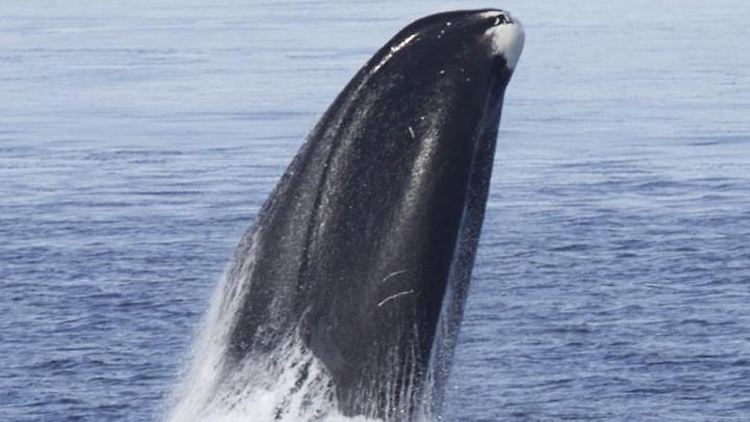 Der älteste bisher entdeckte Grönlandwal ist im Alter von 211 Jahren verstorben - es ist die langlebigste Säugetierart.