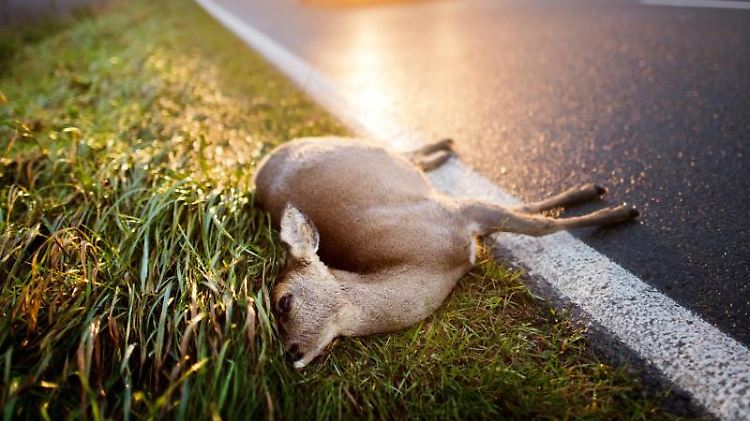 Autofahrer, die in der Abenddämmerung von der Arbeit kommen, müssen mit Wildwechsel rechnen.  