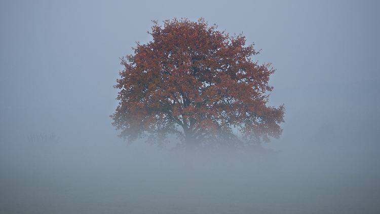 Weil kühle Luft nach unten sinkt, entsteht Nebel meist dicht über dem Boden.