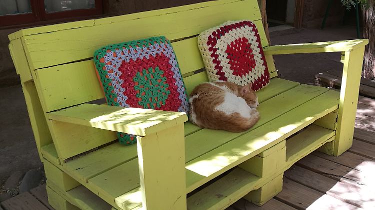 Auf der Südhalbkugel ist jetzt Frühling: Hostel-Katze in San Pedro de Atacama.