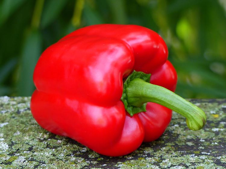 Setzen Sie Rot gegen Grau: Die Suppe aus Paprikaschoten bekommt ihr intensives Aroma durch die Röststoffe.