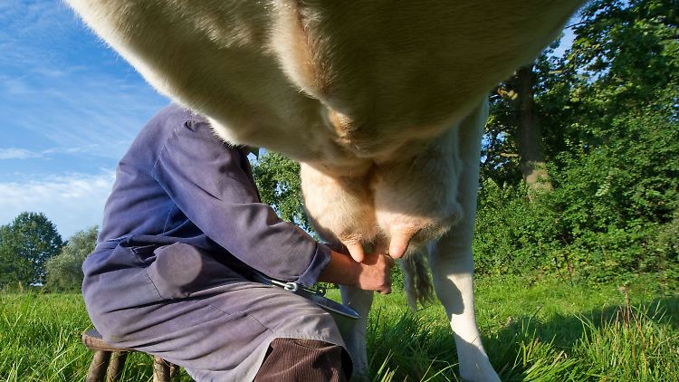 20 Liter Milch gibt die deutsche Durchschnittskuh pro Tag. Die Spitzenleistung liegt bei bis zu 50 Liter täglich.
