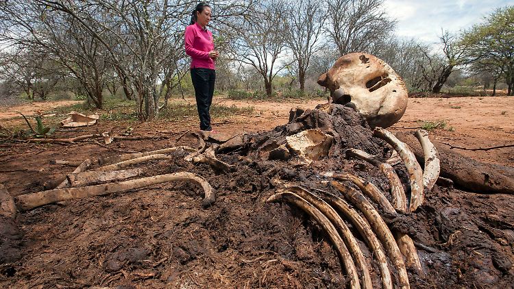 Von Wilderern getöteter Elefant in Kenia.