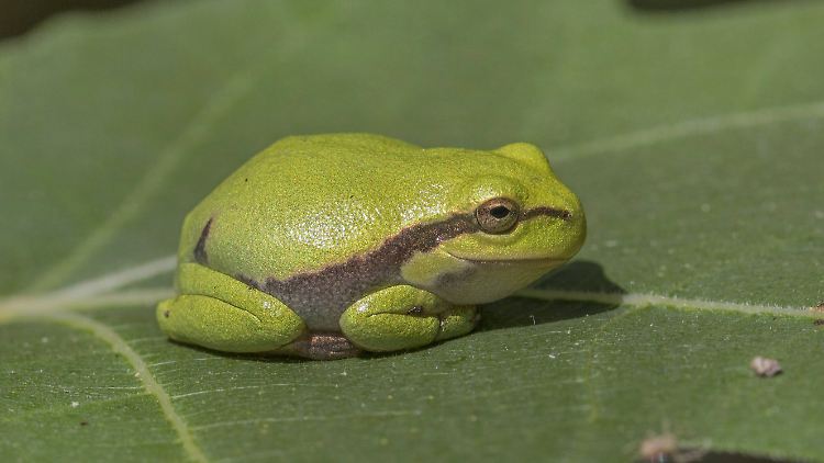 Ein Europäischer Laubfrosch.