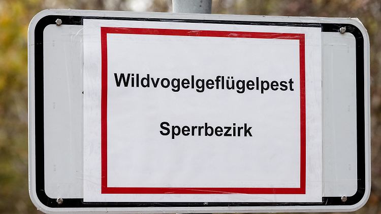 Bisher sind Vogelgrippe-Fälle aus Schleswig-Holstein und Baden-Württemberg bekannt.