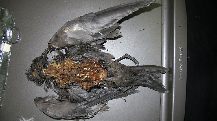 Verendete Sturmschwalbe mit Plastikteilchen im Magen.