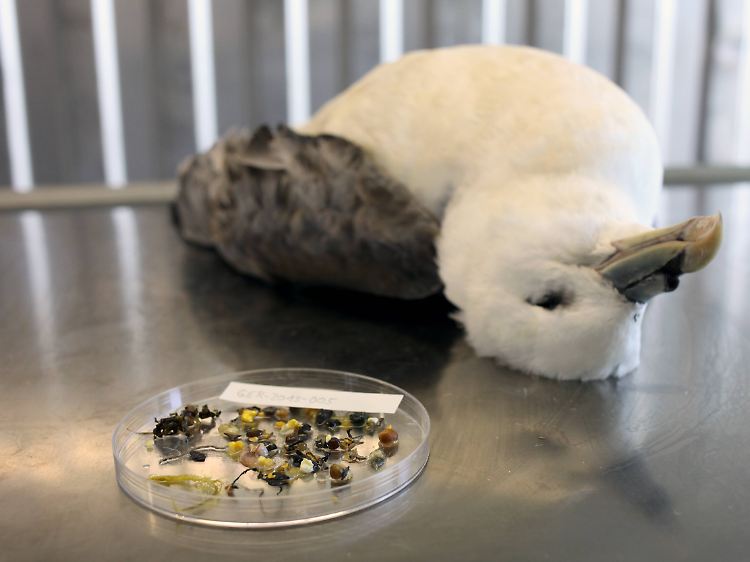 Wenn Vögel zu viel Plastik fressen, können sie verhungern, weil ihre Mägen davon verstopft sind.