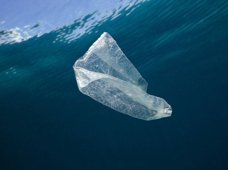 Plastik im Meer bildet nicht nur eine "Geruchsfalle" für Vögel, sondern auch für viele andere Meerestiere.