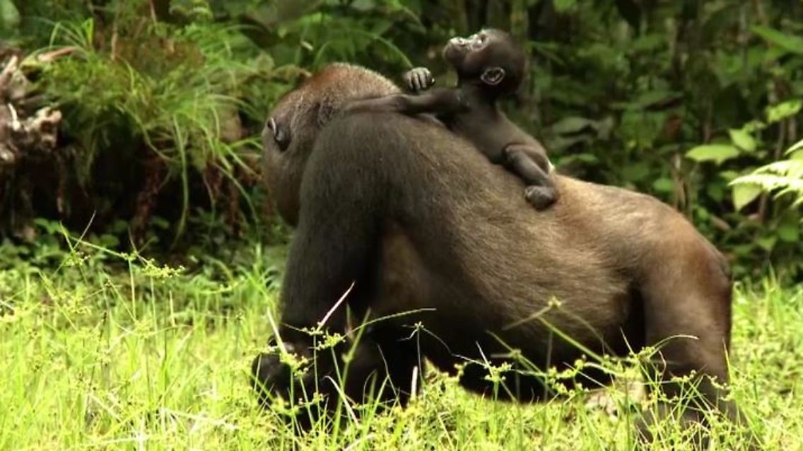gorilla.JPG