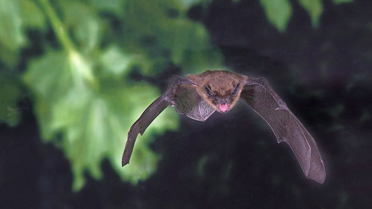 Eine Zwergfledermaus (Pipistrellus pipistrellus) im Flug.