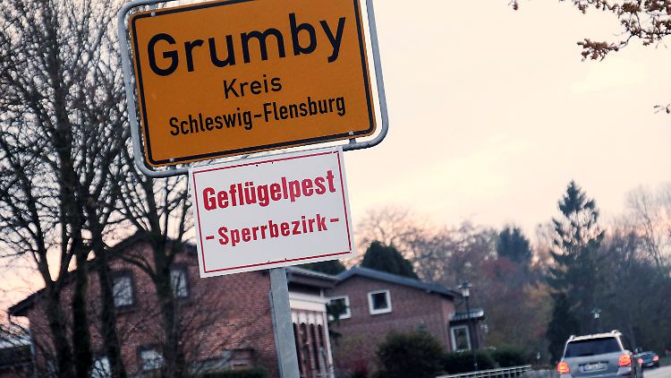 Nächster Fall von Geflügelpest: Auf einer Hühnerfarm nahe Grumby in der Gemeinde Twedt (Kreis Schleswig-Flensburg) ist der hochpathogene Erreger des Subtyps H5N8 nachgewiesen worden.