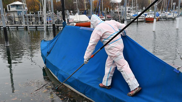 In Friedrichshafen fischt ein Mitarbeiter des Baubetriebsamtes in Schutzkleidung eine tote Ente aus dem Hafenbecken.