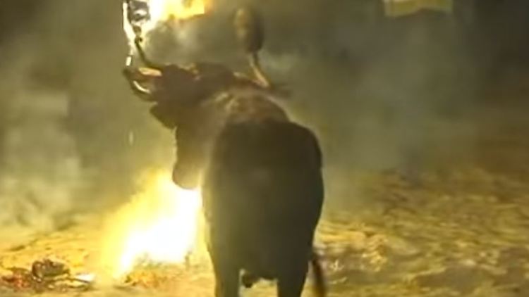 Unerträgliche Folter: Der Stier versuchte den Flammen zu entkommen.