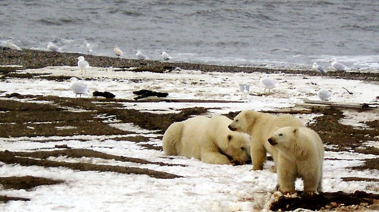 Durch das Nationale Schutzgebiet in und um die Beaufortsee in Alaska soll unter anderem der Eisbär-Bestand geschützt werden.