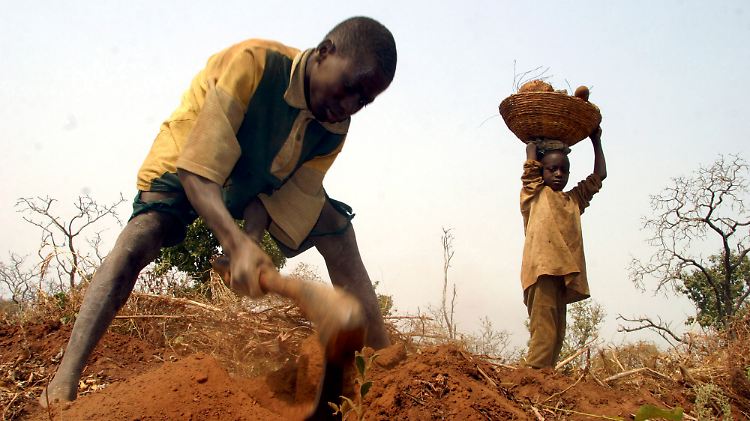 Yamswurzel-Ernte in Nigeria.