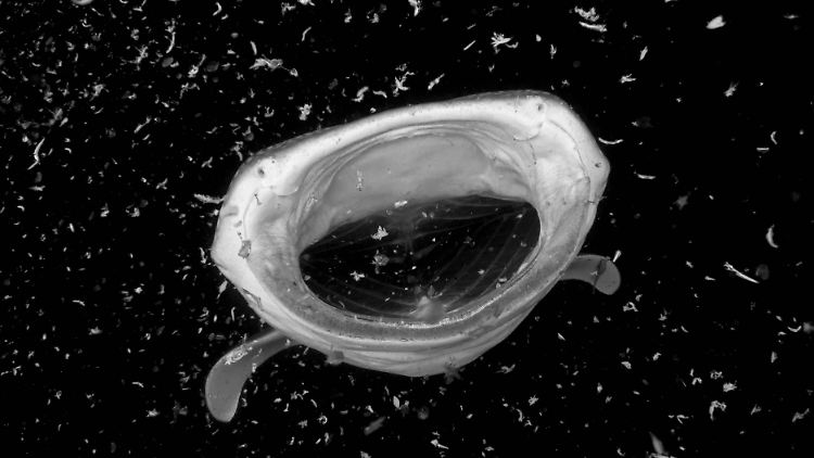 Forscher entnahmen im Lebensraum einer Walhai-Population Wasserproben und filterten daraus DNA-Rückstände der Tiere.