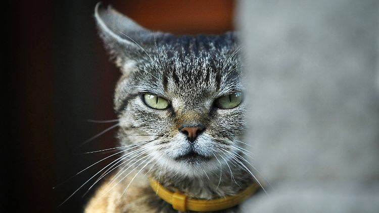 Ein wahrer Katzenjammer: Weil eine epileptische Katze ständig in ein Haus uriniert hat, müssen ihre Besitzer nun für den Schaden aufkommen.