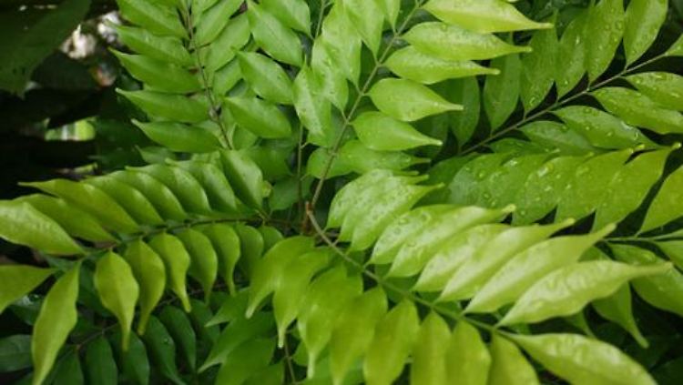 Aglaia foveolata ist in Brunei, Indonesien und Malaysia zu finden. 