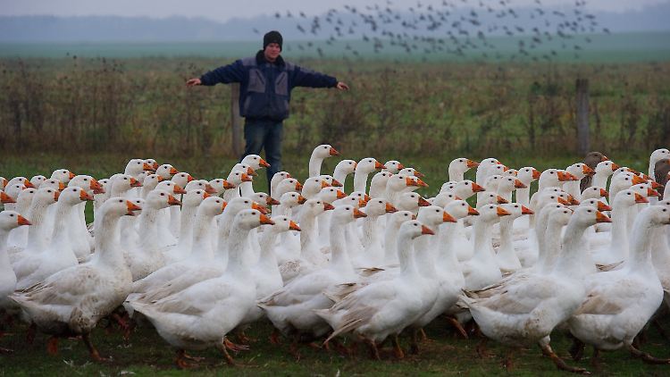Das ist nicht der fromme Martin mit den Gänsen von Tours, sondern Stephan Sander mit den Gänsen von Bauer Peters im brandenburgischen Löhme.