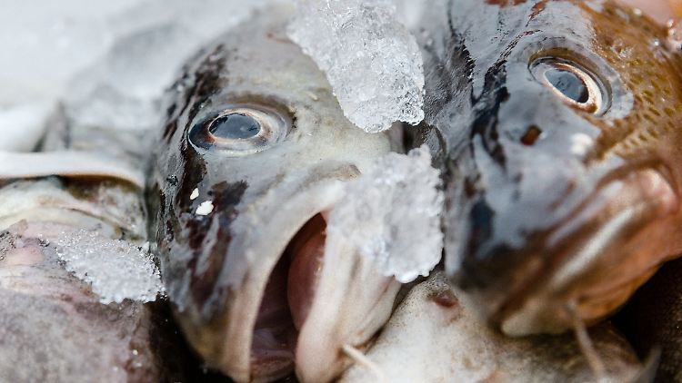 Für die Glasur darf gemäß der Leitsätze für Fische, Krebs- und Weichtiere bis zu 20 Prozent Wasser verwendet werden.
