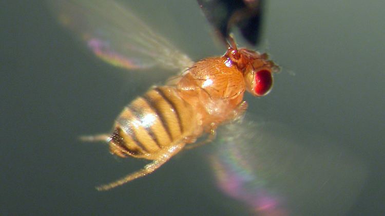 Drosophila Melanogaster