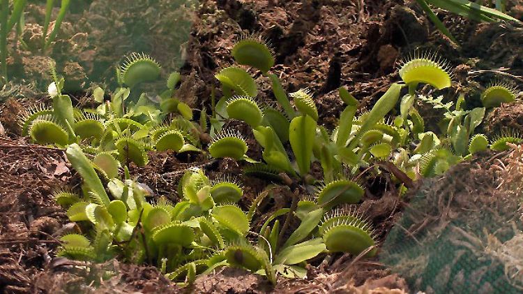 Die Venusfliegenfalle kommt nur in einem sehr begrenzten Gebiet in den USA vor.