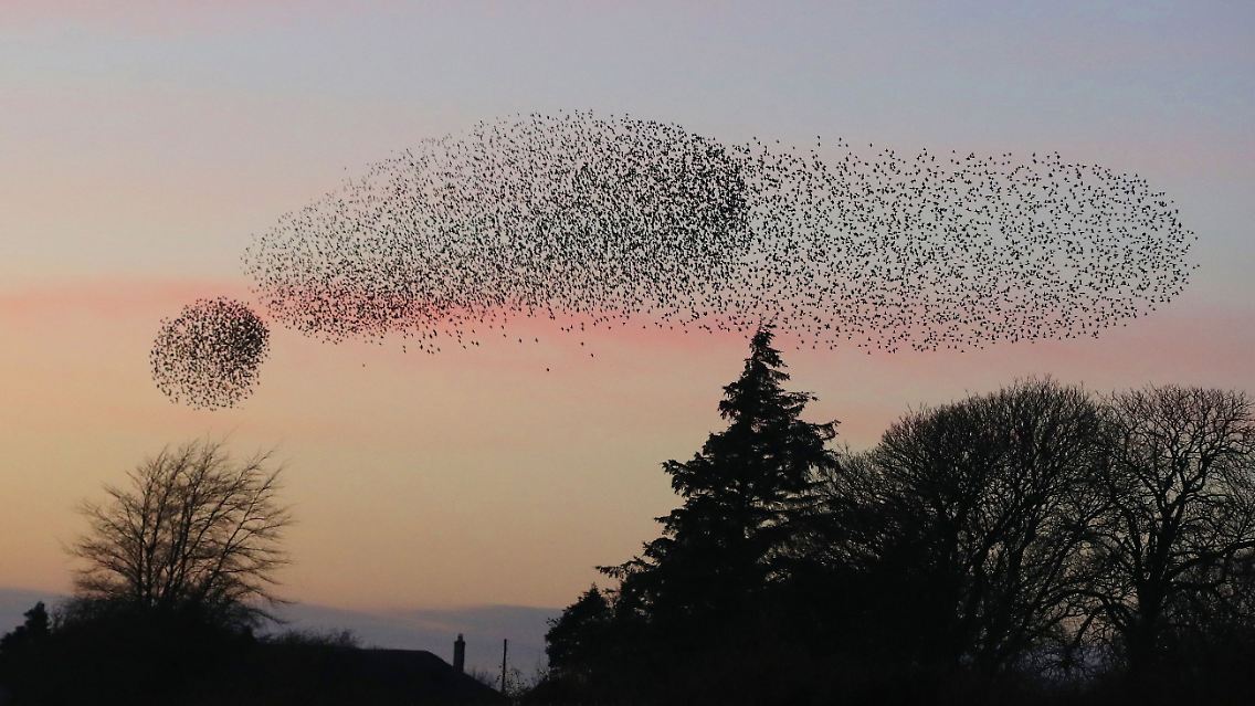 Stare im Formationsflug - aufgenommen in Schottland.