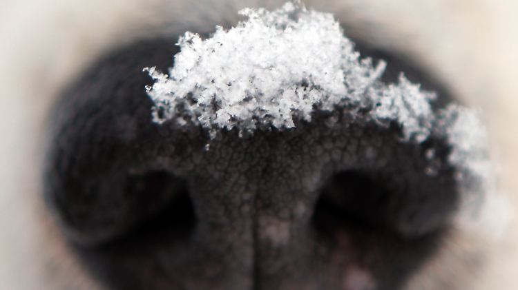 Die Luftströmung in der Hundenase befähigt die Tiere zu herausragenden olfaktorischen Leistungen.