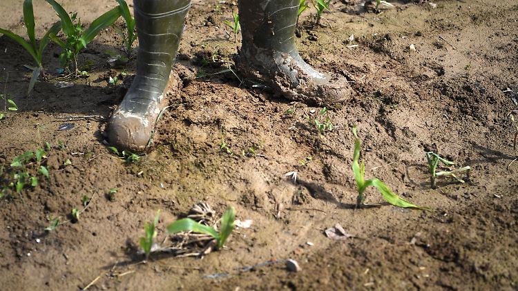 Gentechnisch veränderte Pflanzen sollen gegenüber extremen Wetterbedingungen robuster sein.