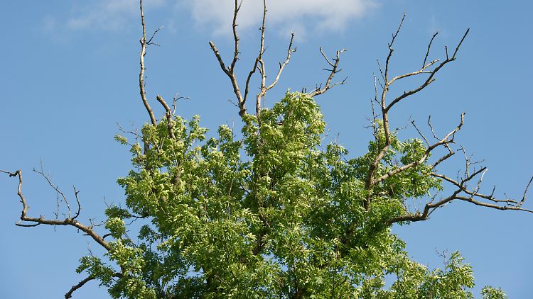 Deutlich sind abgestorbene Äste an der Krone einer Esche (Fraxinus excelsior) zu erkennen. 
