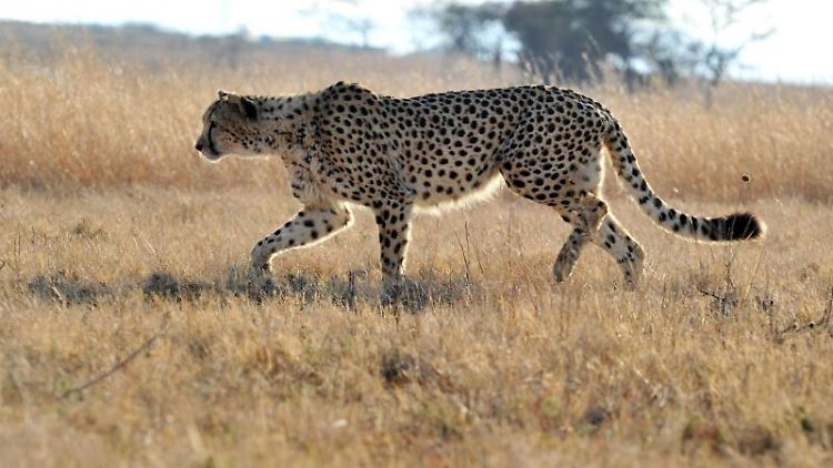 Die bisher eingerichteten Schutzzonen reichen nicht aus, um die wenigen Geparden vor dem Aussterben zu bewahren.  