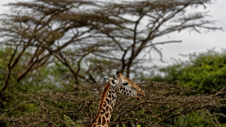 Weltweit gibt es schätzungsweise nur noch rund 100.000 Giraffen.