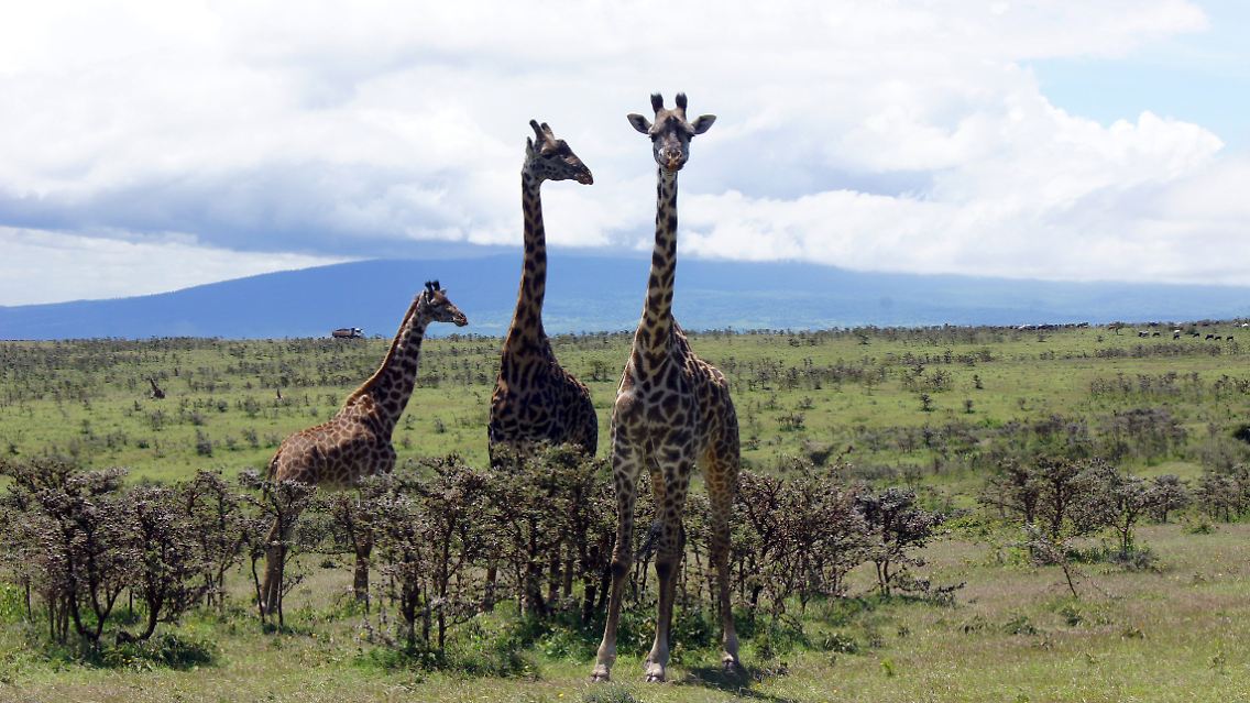 Giraffen leben vor allem im Süden und Osten Afrikas. Diese hier leben im Lake Manyara Nationalpark in Tansania.