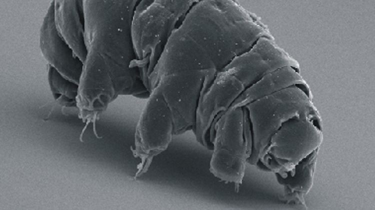 Bärtierchen sind kaum einen Millimeter groß und wahre Überlebenskünstler. Über ihr Paarungsverhalten war bislang wenig bekannt.