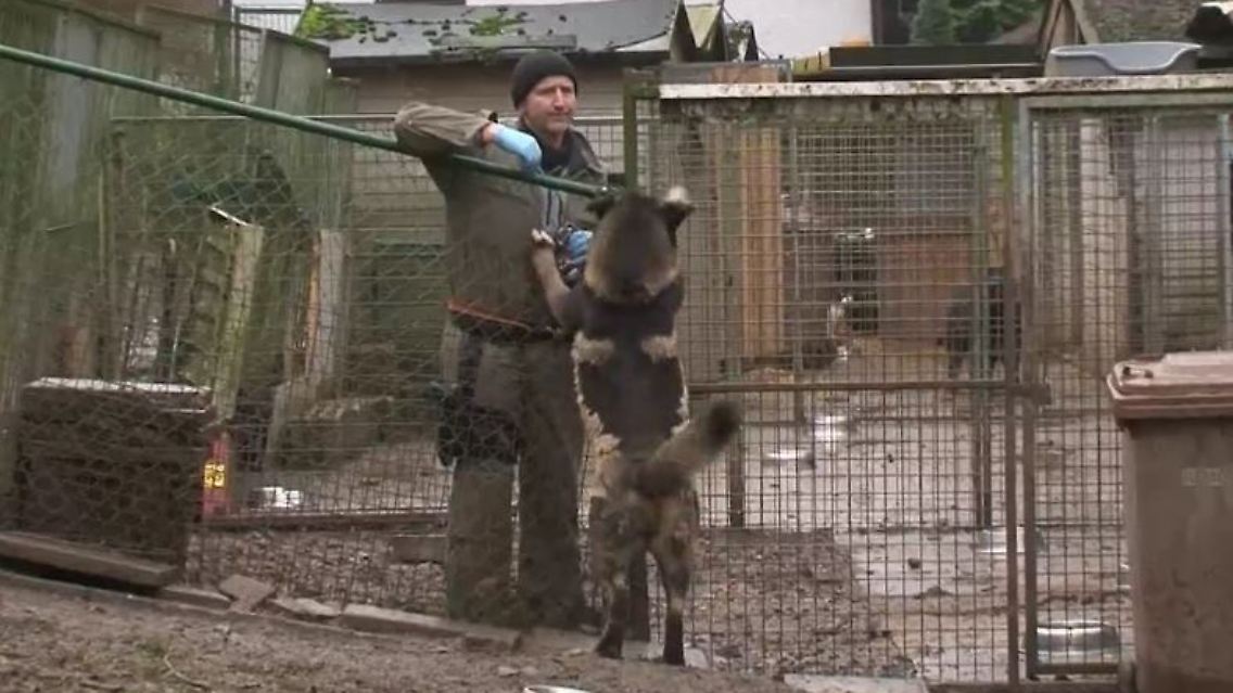 hund.JPG
