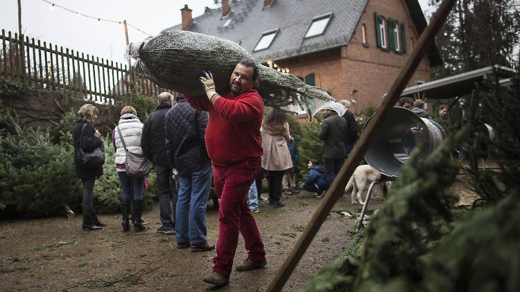 Die Nordmanntanne ist mit über 70 Prozent der mit Abstand beliebteste Baum der Deutschen.