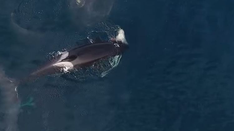Slater Moore gelang eine einmalige Aufnahme. Hier hält der Orca den Hai in seinem Maul.