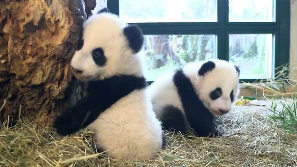 pandas.JPG