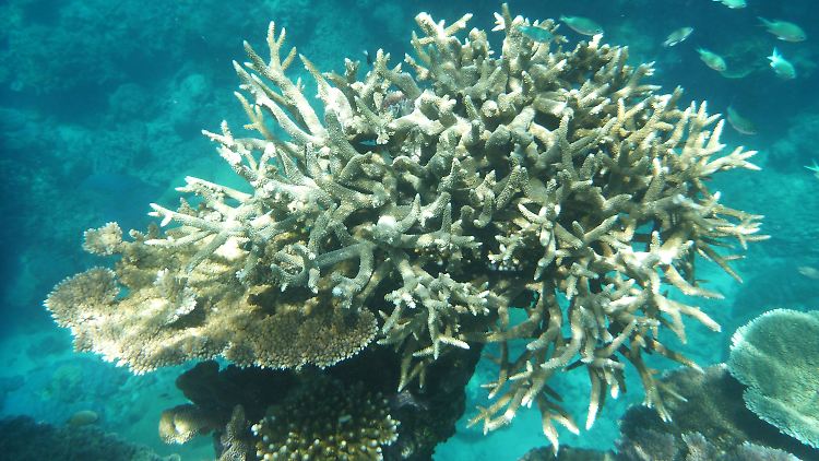 Korallen am Great Barrier Reef, die von Korallenbleiche betroffen sind, vor der Küste von Cairns.