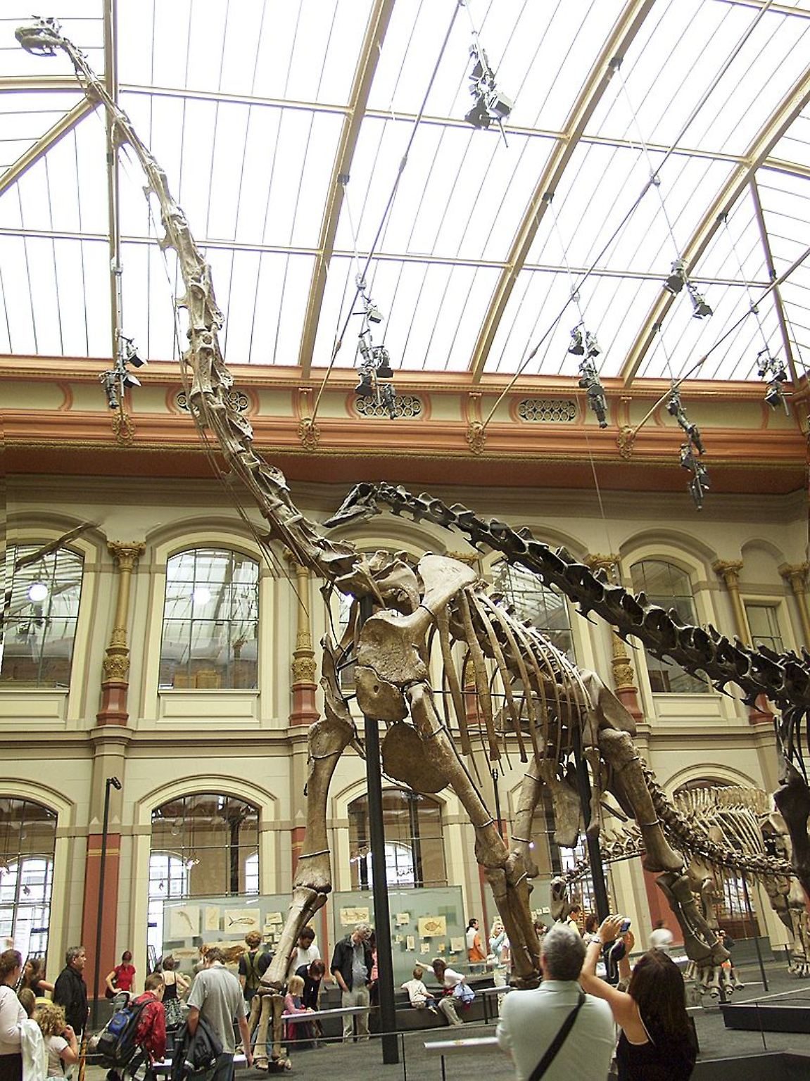 Einst waren sie die größten Tiere an Land: Dinosaurier wie dieser Brachiosaurus, dessen Skelett im Museum für Naturkunde Berlin zu sehen ist. Der Brachiosaurus brachte es auf stattliche 12 Meter in der Höhe und 22,5 Meter in der Länge. Von ähnlich beeindruckendem Ausmaß ... 