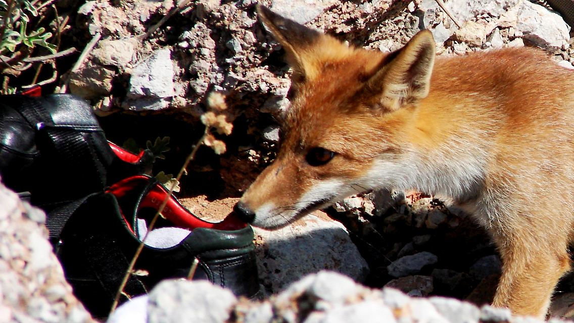 Ganz offen zeigt der Fuchs seine Vorliebe.