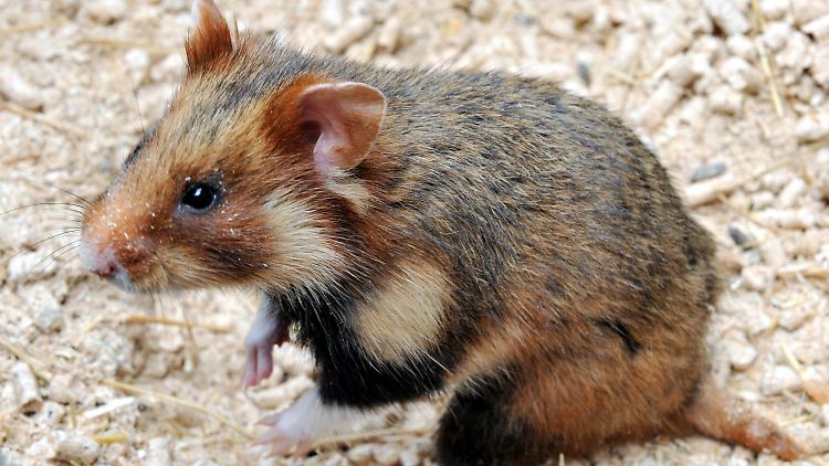 Ein Feldhamster in einem Käfig einer Hamster-Aufzuchtstation. In freier Wildbahn sind diese Tiere selten geworden.