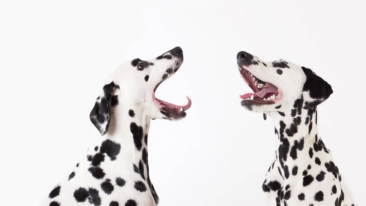 Viele Hundefutter erfüllen nicht die Kriterien für Alleinfutter.