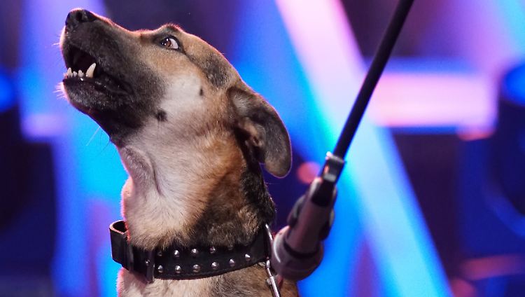 Enorm begabter Hund: Amares